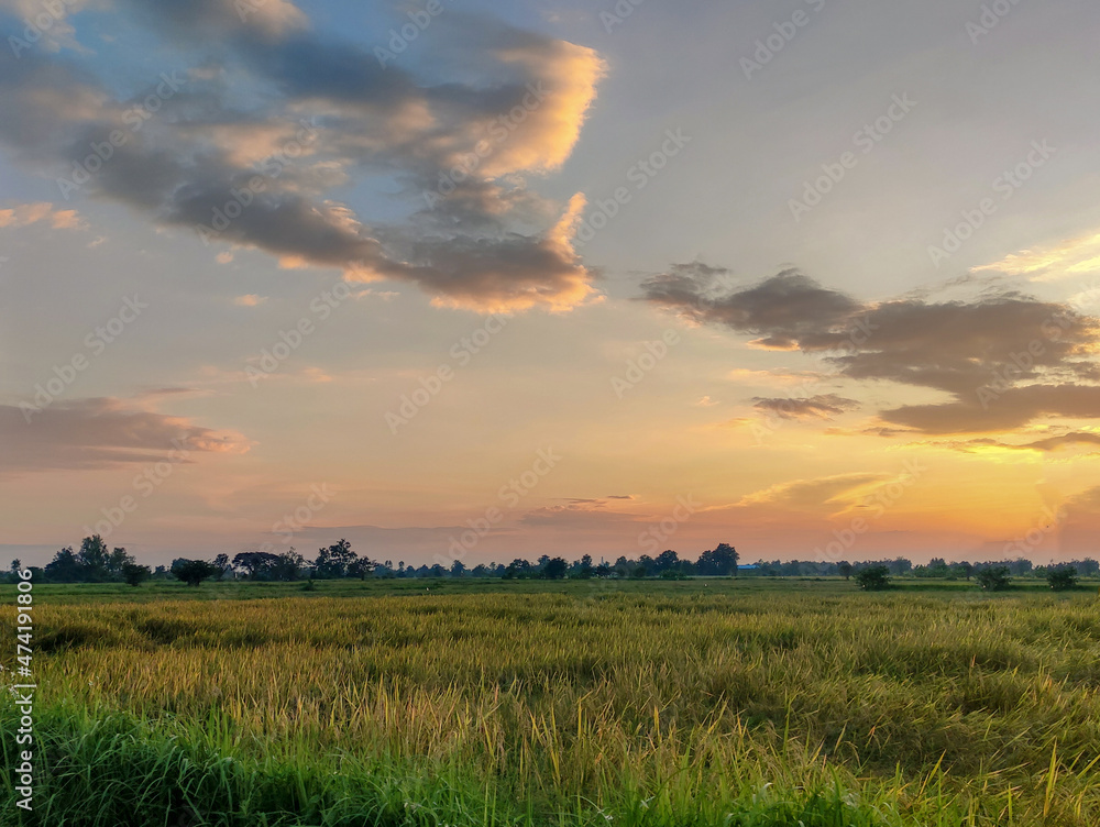 View of rice field at sunset View of rice field at sunset