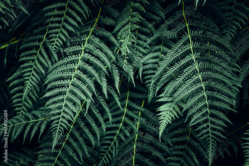 Fern leaves background. Close up of dark green fern leaves