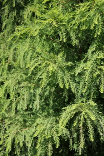 close up of green tree