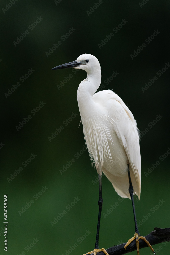 The little egret (Egretta garzetta) The little egret (Egretta garzetta)
