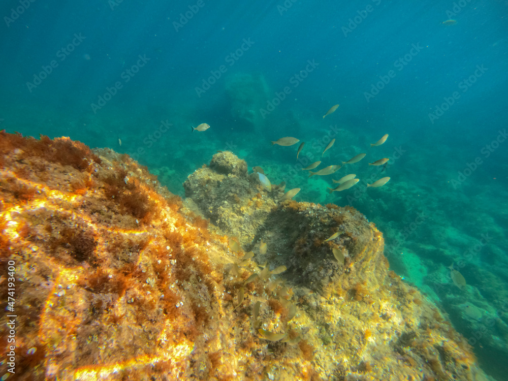Fototapeta premium Underwater Las Rotas coast Denia Alicante Spain