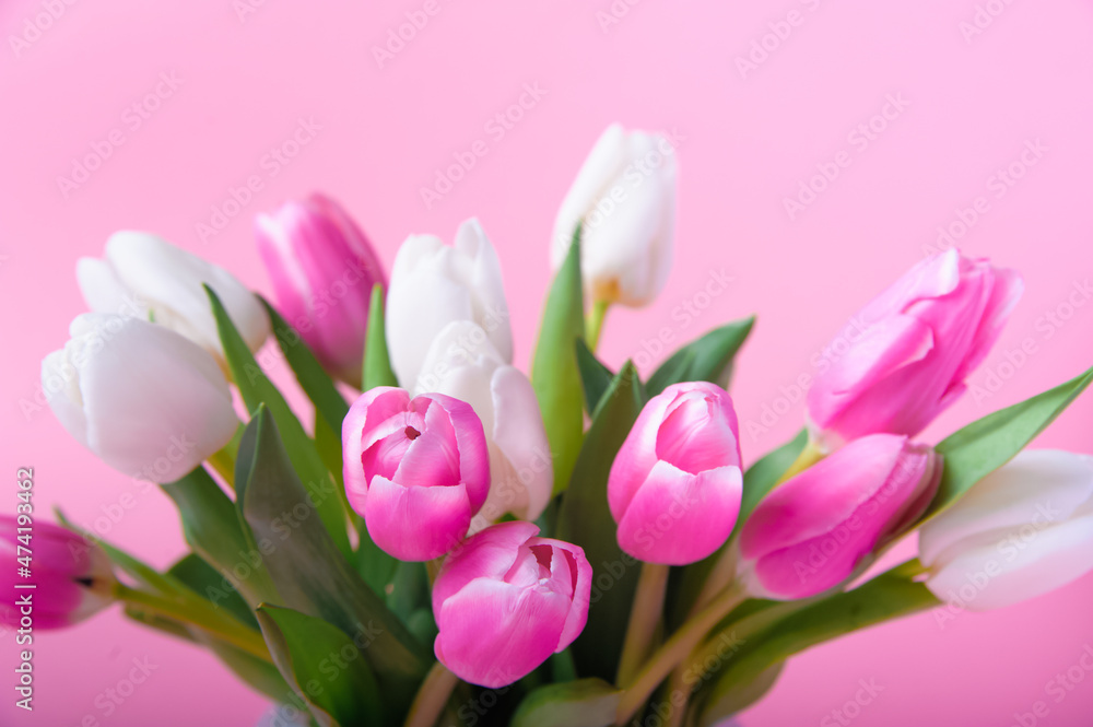 Fototapeta premium Pink and white tulips on pink background and copy space.