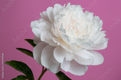 Fototapeta Naklejka Na Ścianę i Meble -  Delicate peony flower isolated on pink background.