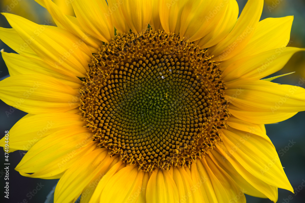 sunflower plant focused in the foreground with unfocused background showing in detail the disc of petals and the central area with sugary drops of sap sunflower plant focused in the foreground with unfocused background showing in detail the disc of petals and the central area with sugary drops of sap