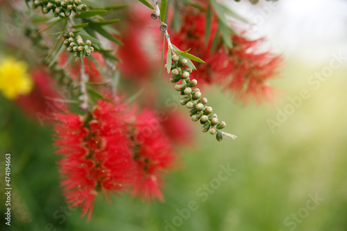 Red callistemon flowers on a sunny day.