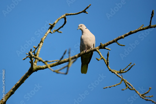 Collared pigeon dove on a branch isolated on blue sky