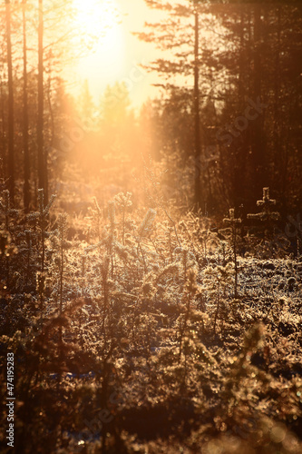 Warm sunbeams in the evening in a forest