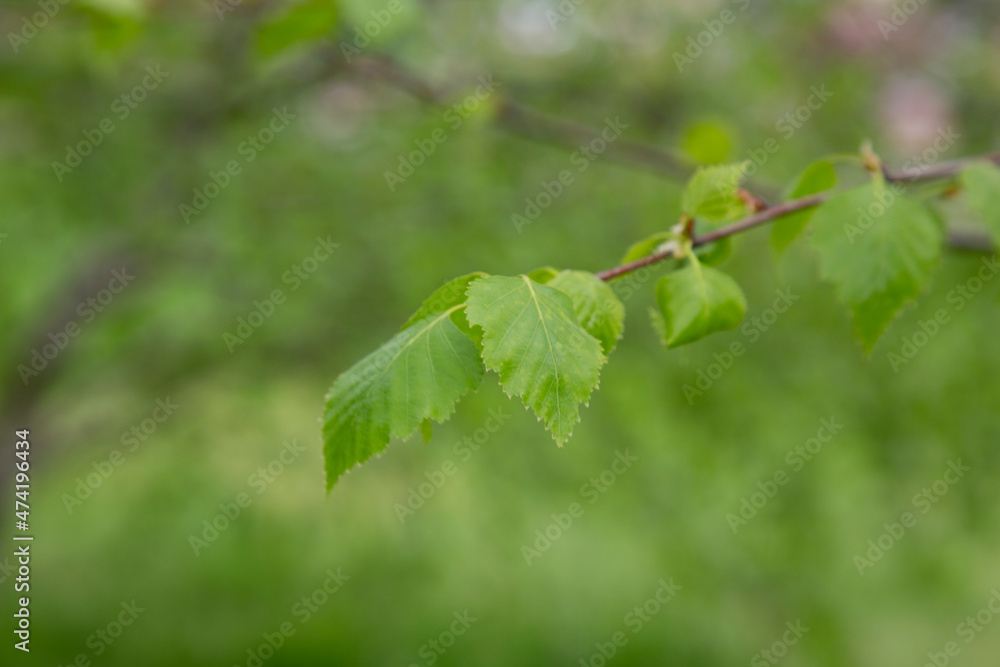 branch of birch tree Betula pendula, silver birch, warty birch, European white birch with green leaves branch of birch tree Betula pendula, silver birch, warty birch, European white birch with green leaves