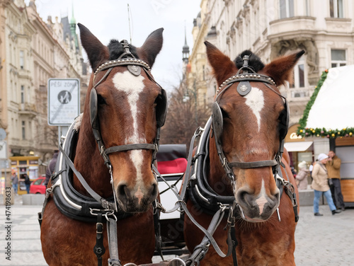 Two brown Horses are Harnessed to a cart for driving tourists in Prague Old Town Square. Christmas market in Prague, Czech Republic.