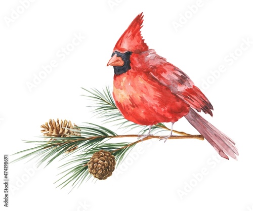 Fotografering Watercolor red cardinal on a branch