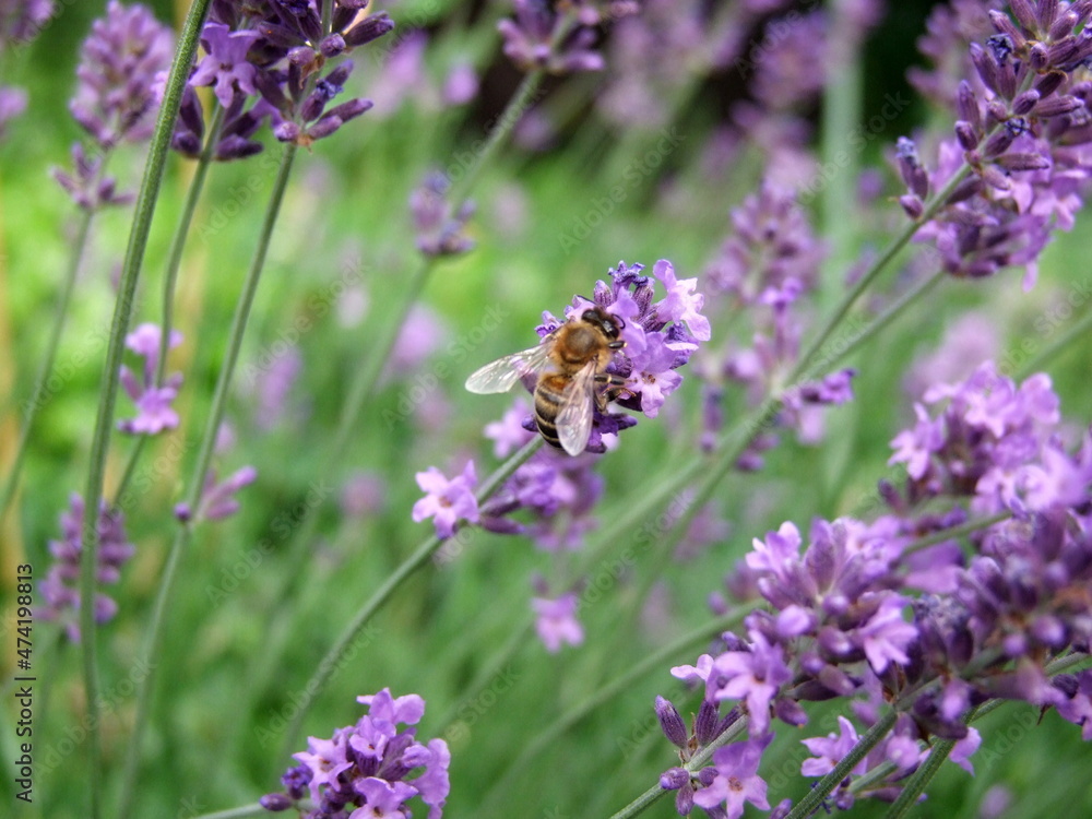 Lavender field with bees Lavender field with bees
