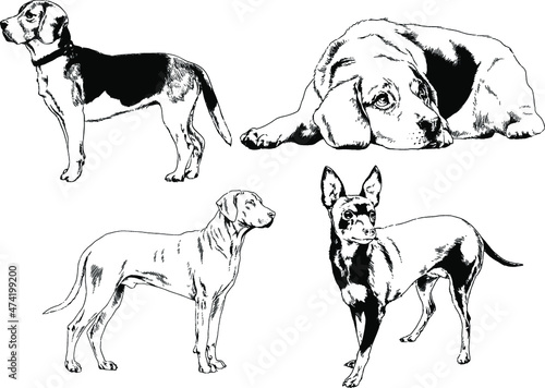 vector drawings sketches pedigree dogs and cats  drawn in ink by hand   objects with no background