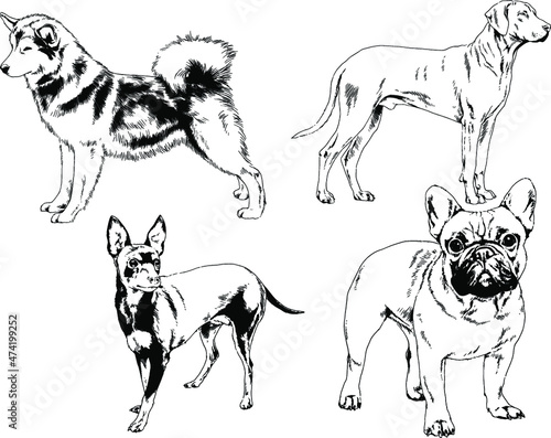 vector drawings sketches pedigree dogs and cats  drawn in ink by hand   objects with no background