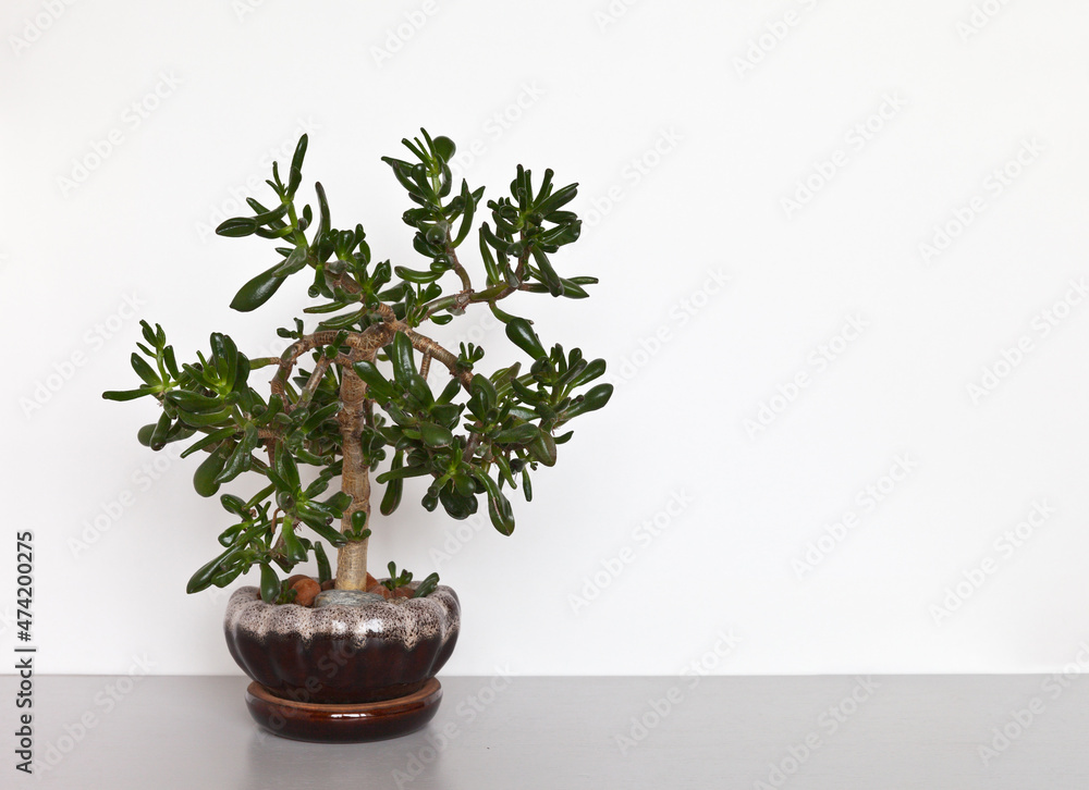 Popular succulent homeplant Crassula Ovata Hobbit in the form of a bonsai tree on a white background. Growing houseplants as a hobby Popular succulent homeplant Crassula Ovata Hobbit in the form of a bonsai tree on a white background. Growing houseplants as a hobby
