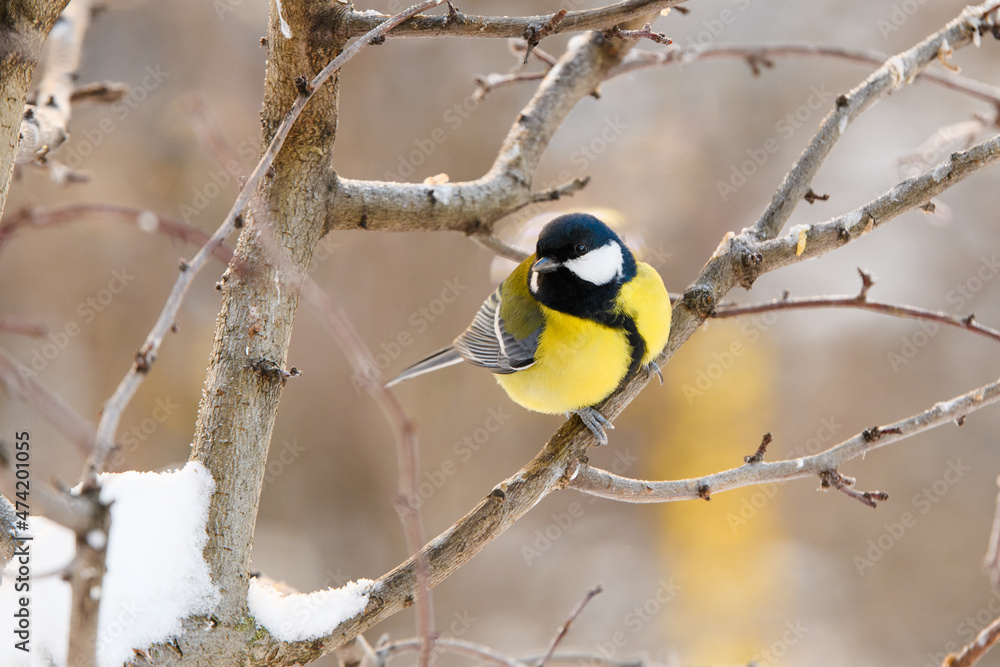 Obraz premium Winter yellow bird sits on a branch. Little tit in frost.