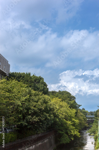 成城大学キャンパス付近の仙川（東京都世田谷区成城） © 竹澤宏
