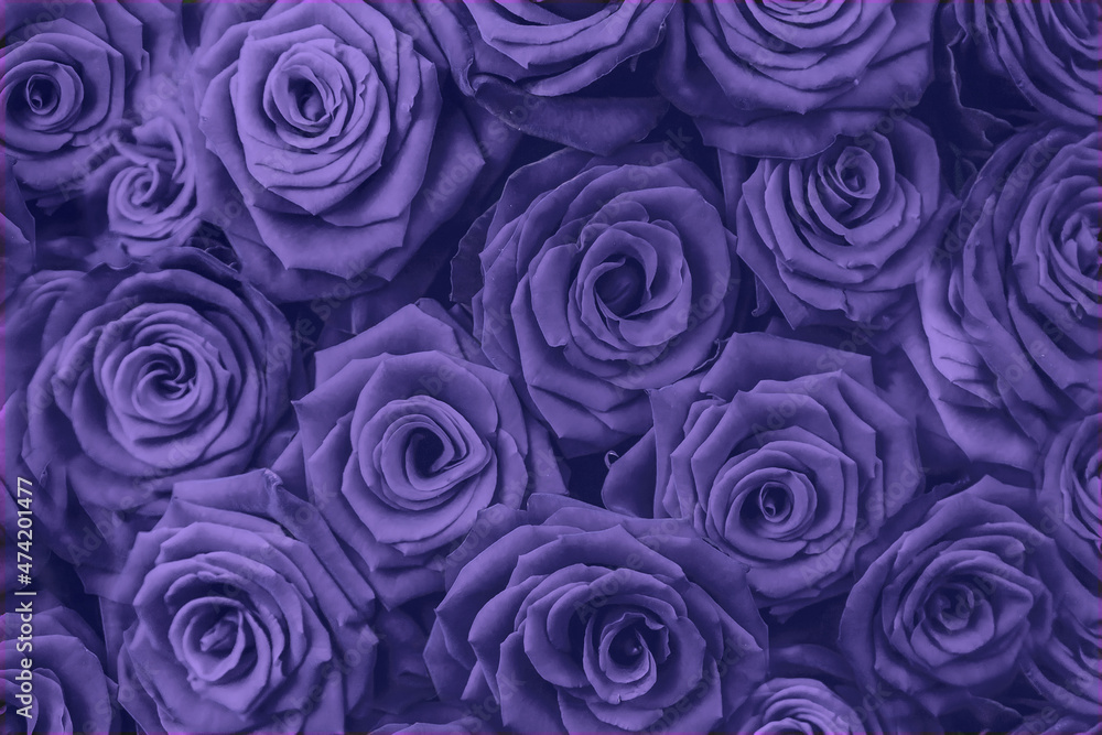 Beautiful background with red roses. very peri, Color of the year, 2022, blue, purple, Selective focus. Beautiful background with red roses. very peri, Color of the year, 2022, blue, purple, Selective focus.