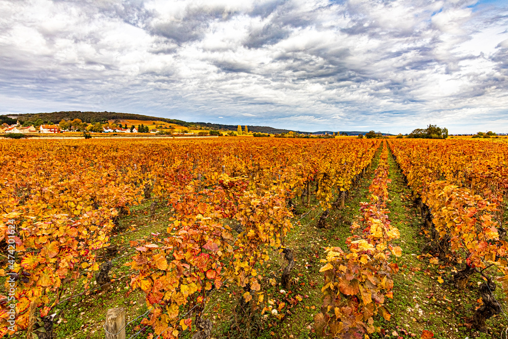 Rangée de vignes en automne, à Vougeot en Côte d'Or.