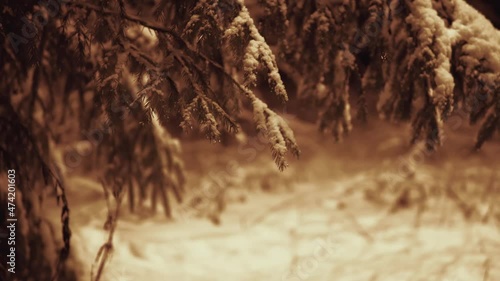 Winter.Covered with snow Christmas tree in the forest in the wild nature.Merry Christmas and Happy New Year.