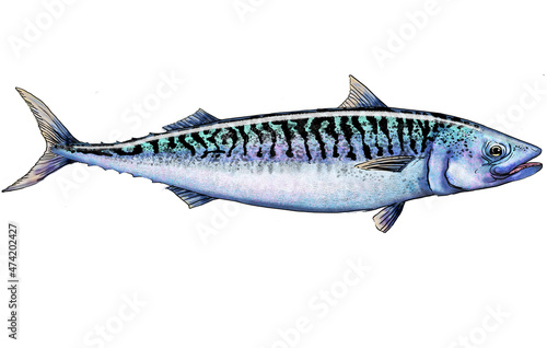 mackerel fish contour colored isolate