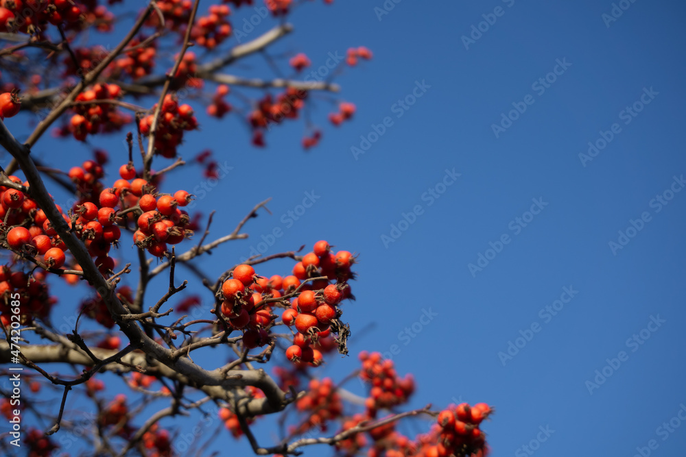 Branches with ripe red wild apple fruit. Richly decorated beautiful apple tree against the blue sky in the garden Branches with ripe red wild apple fruit. Richly decorated beautiful apple tree against the blue sky in the garden
