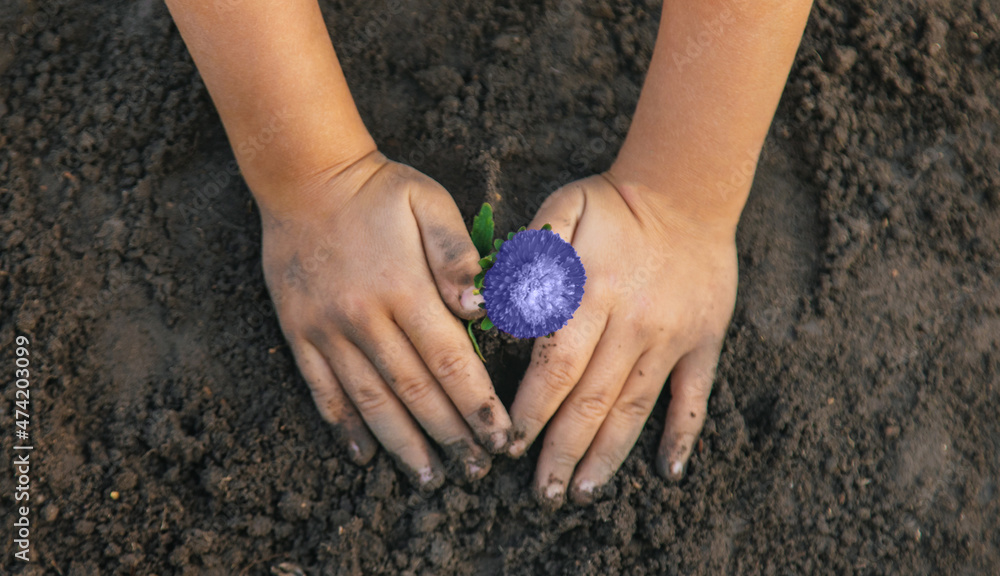 A child in the garden plants a flower. very peri, Color of the year, 2022, blue, purple, Selective focus. A child in the garden plants a flower. very peri, Color of the year, 2022, blue, purple, Selective focus.