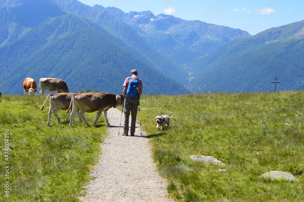 Man and his Lagotto Romagnolo dog meeting cows in Southtyrol
