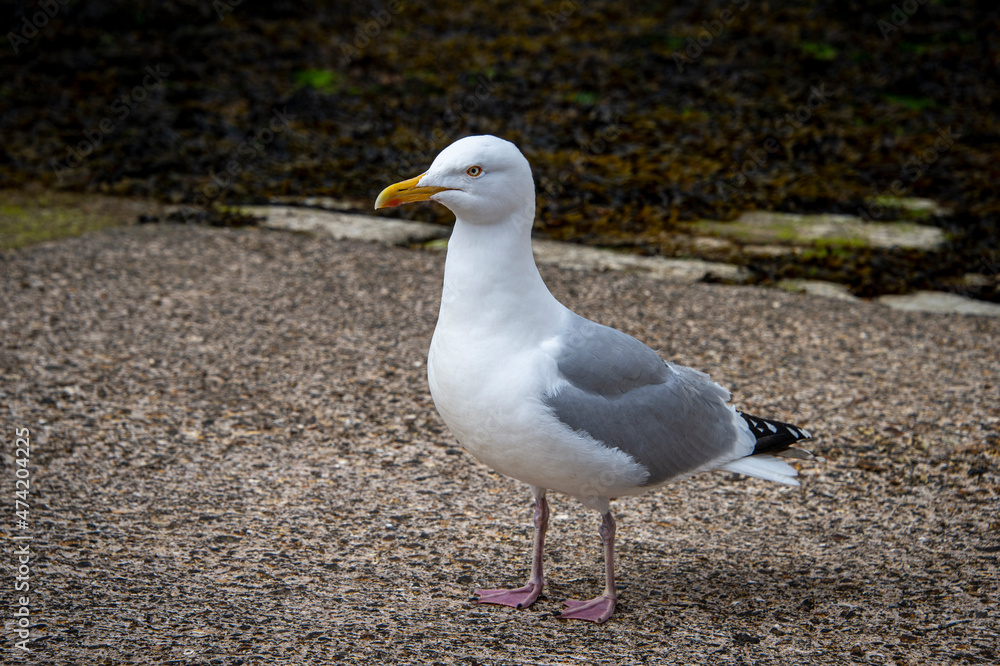 Herring Gull - Larus argentatus