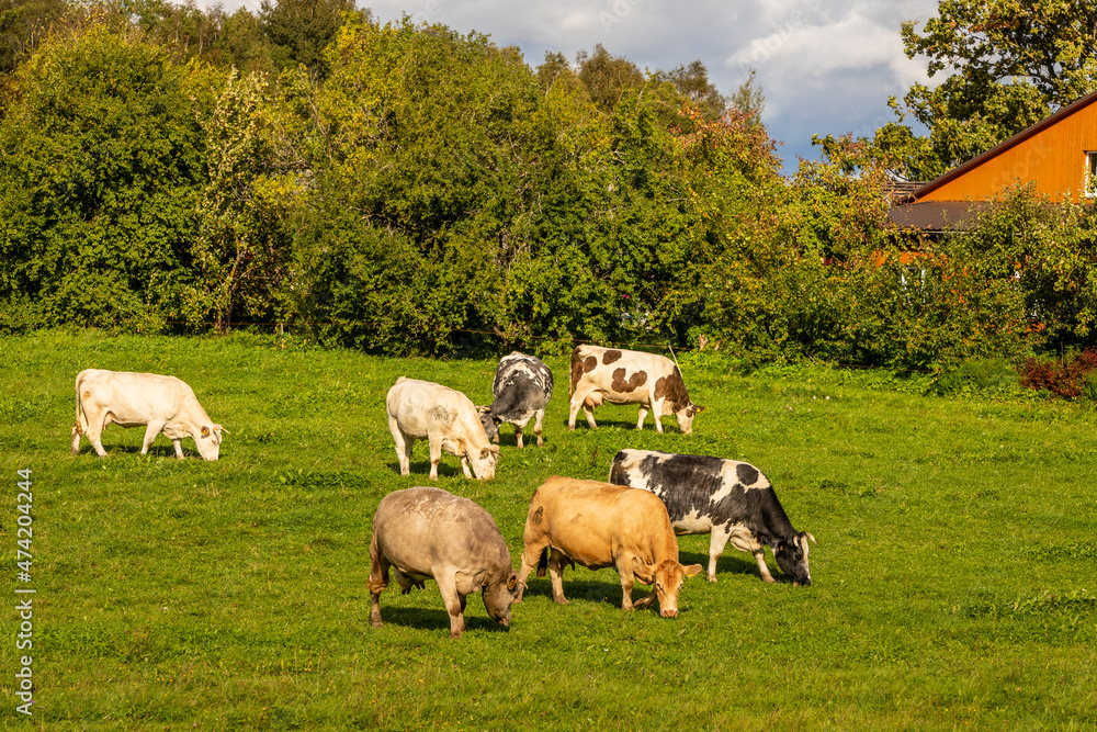Fototapeta premium Several colors of cows eating grass at field near farm house and trees. Countryside cow livestock farm in Latvia, Europe. Dairy cows eating grass in a green field, in autumn a front of house.