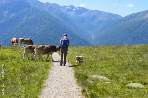 Obraz na płótnie Man and his Lagotto Romagnolo dog meeting cows in Southtyrol w salonie