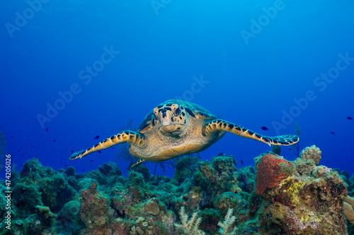 A hawksbill turtle cruising over a beautiful tropical coral reef in the Caribbean. This delightful creature is at home in the clear warm tropical waters of the Cayman Islands photo