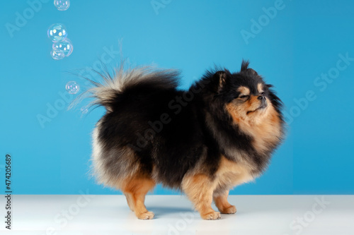 Pomeranian spitz dog fart. Gas and indigestion. Wrong dog food, the cause of poisoning, diseases and constipation. Pets diet.