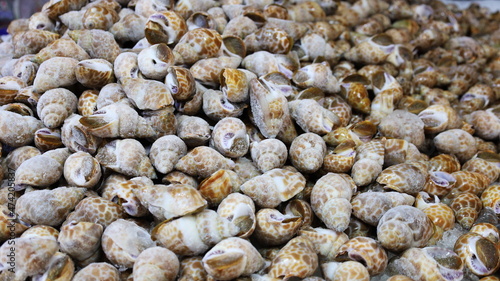 Frozen Spotted spiral babylon snail. Background of Babylonia spirata (Babylonia areolata) stacked on trays for sale in a Thai local fish market. selective focus photo