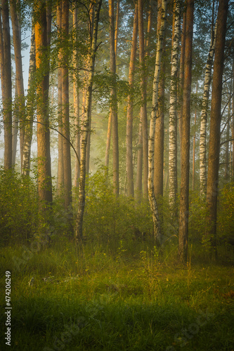 forest in autumn © Evgenii Ryzhenkov
