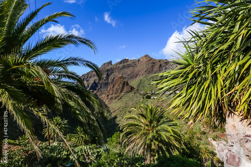 palm tree in the mountains  gorge mask tenerife.