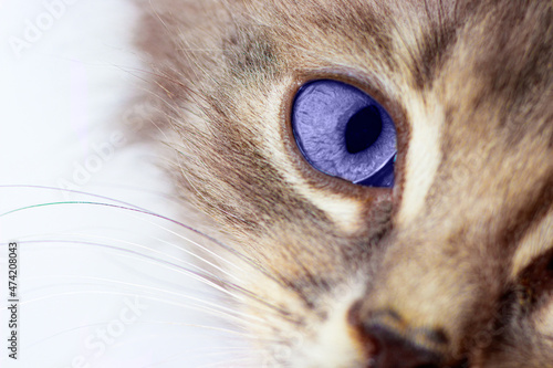 The look of a kitten, the eye of a cat in the trendy color of 2022 is very peri
