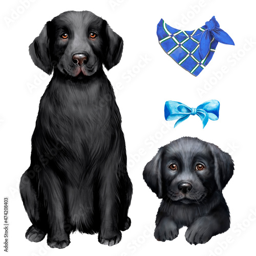 Fototapeta Naklejka Na Ścianę i Meble -  Watercolor illustration of black labrador retriever with puppy, dog and puppy, pet 