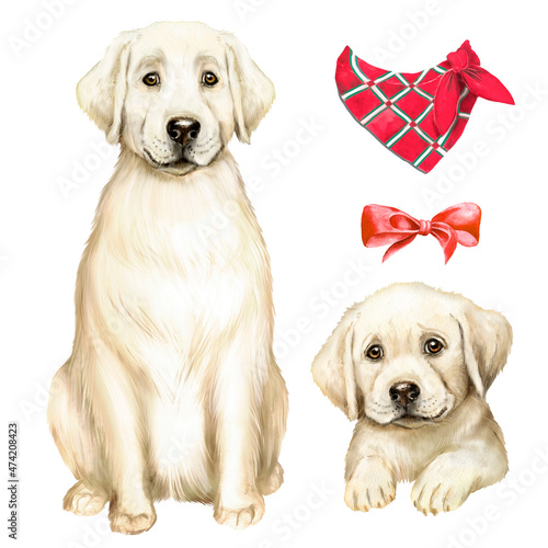 Watercolor illustration with a white labrador retriever with a puppy, dog and puppy, dog accessories 