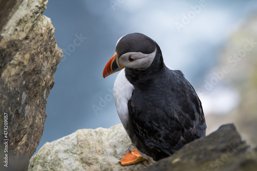 A lone puffin seen in profile as it rests on a cliff ledge.