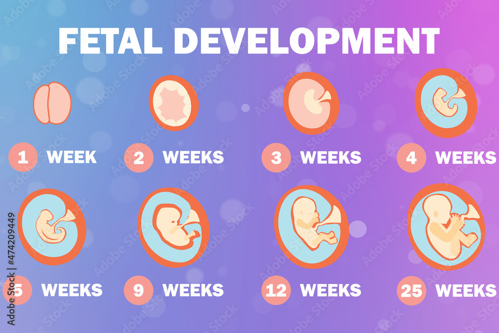 2d illustration Fetal Development system 2d illustration Fetal Development system