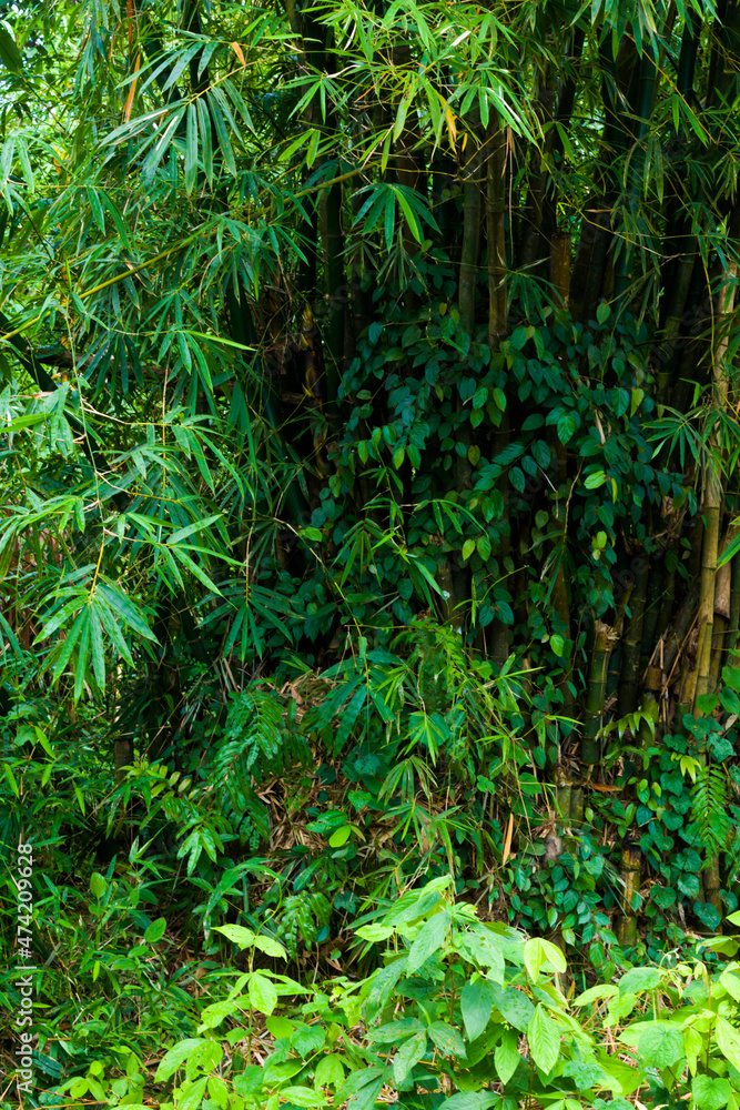 green bamboo trees and thick bamboo leaves, lush and shady. green bamboo trees and thick bamboo leaves, lush and shady.
