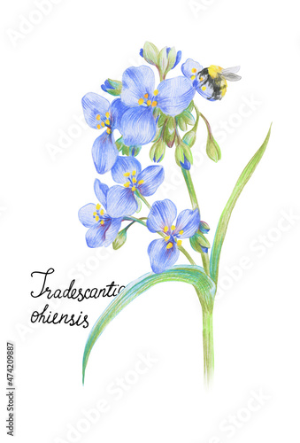 Tradescantia ohiensis flower