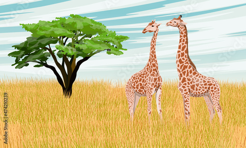 A pair of giraffes in the African savannah with yellow dry grass, lonely acacia and blue clear sky. Wildlife of Africa. Realistic vector landscape
