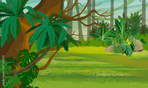 Jungle with trees, lianas, epiphytic ferns and other tropical plants. Humid forests of Africa and South America. Realistic vector landscape