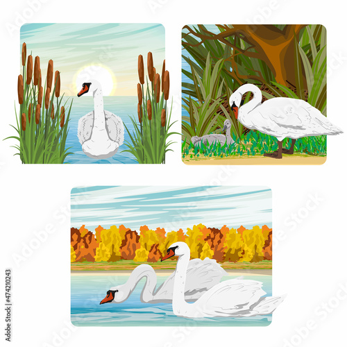 Set of compositions with white swans with different environments and seasons. Mute swans swim on the lake and watch the chicks. Realistic vector landscape