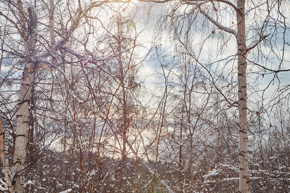 Winter landscape with snow covered trees in cold forest Winter landscape with snow covered trees in cold forest