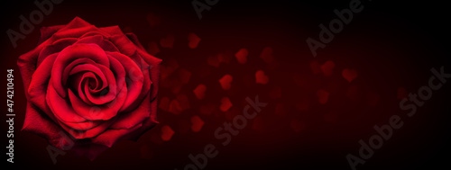 Red rose flower on dark background with heart shape bokeh light.