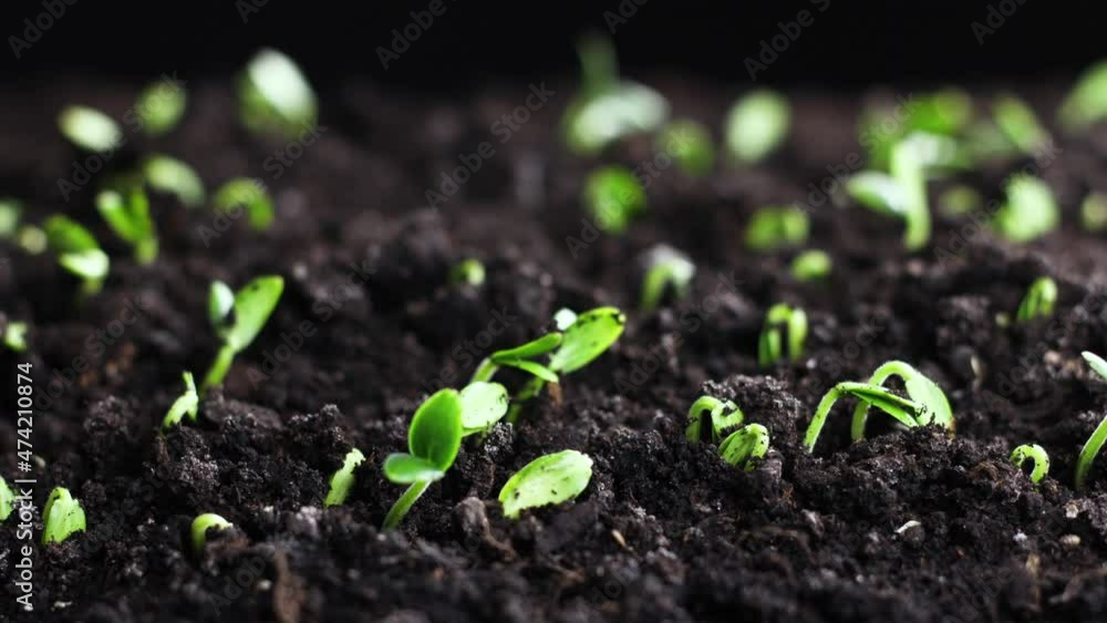 Growing plants in spring timelapse, sprouts germination, newborn Cucumber plant in greenhouse agriculture, Natural beautiful concept, Clean and eco-friendly Growing plants in spring timelapse, sprouts germination, newborn Cucumber plant in greenhouse agriculture, Natural beautiful concept, Clean and eco-friendly
