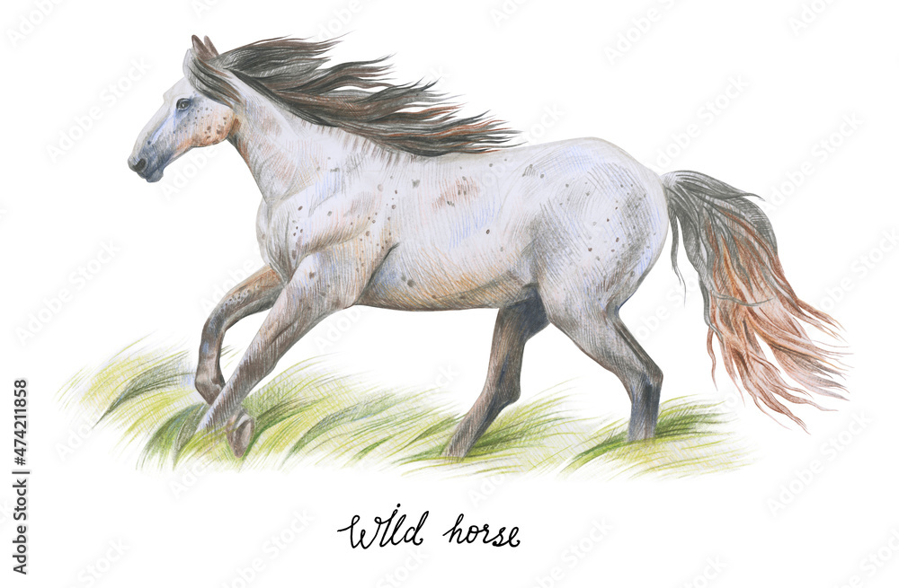 A wild horse runs in the tall grass. A wild horse runs in the tall grass.