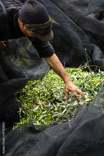 Extra virgin olive oil harvest and production in south italy, apulia
